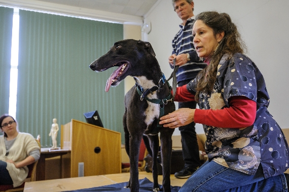 ABVA Foundation Course in Veterinary Acupuncture - Spring