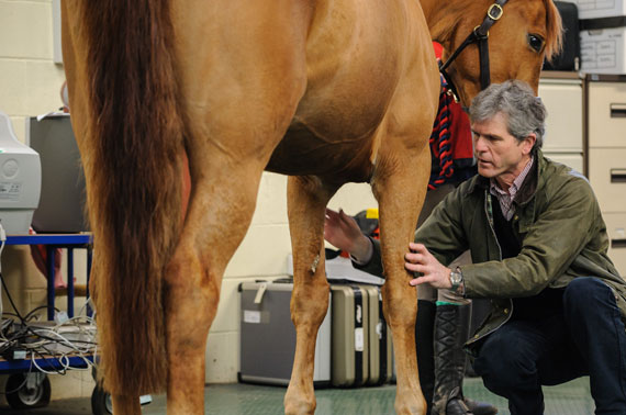 Veterinary Acupuncture Training